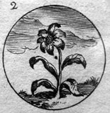 illustration O
